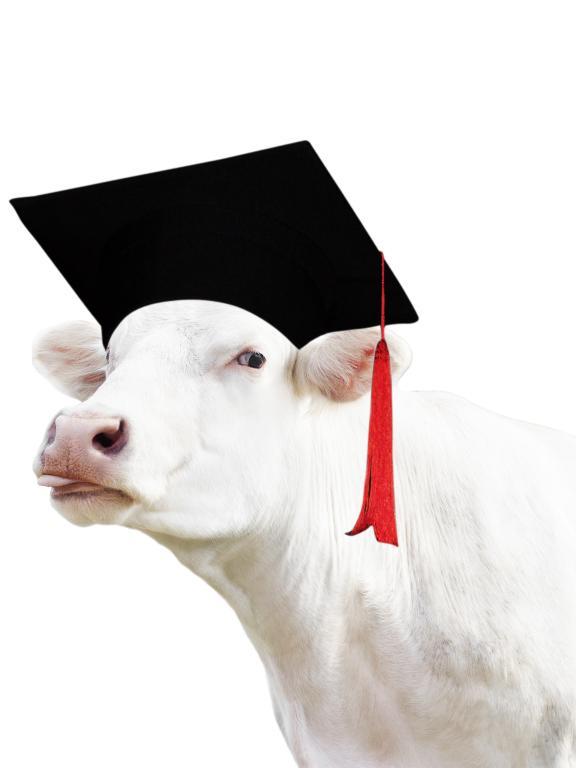 Cow with Graduation Cap