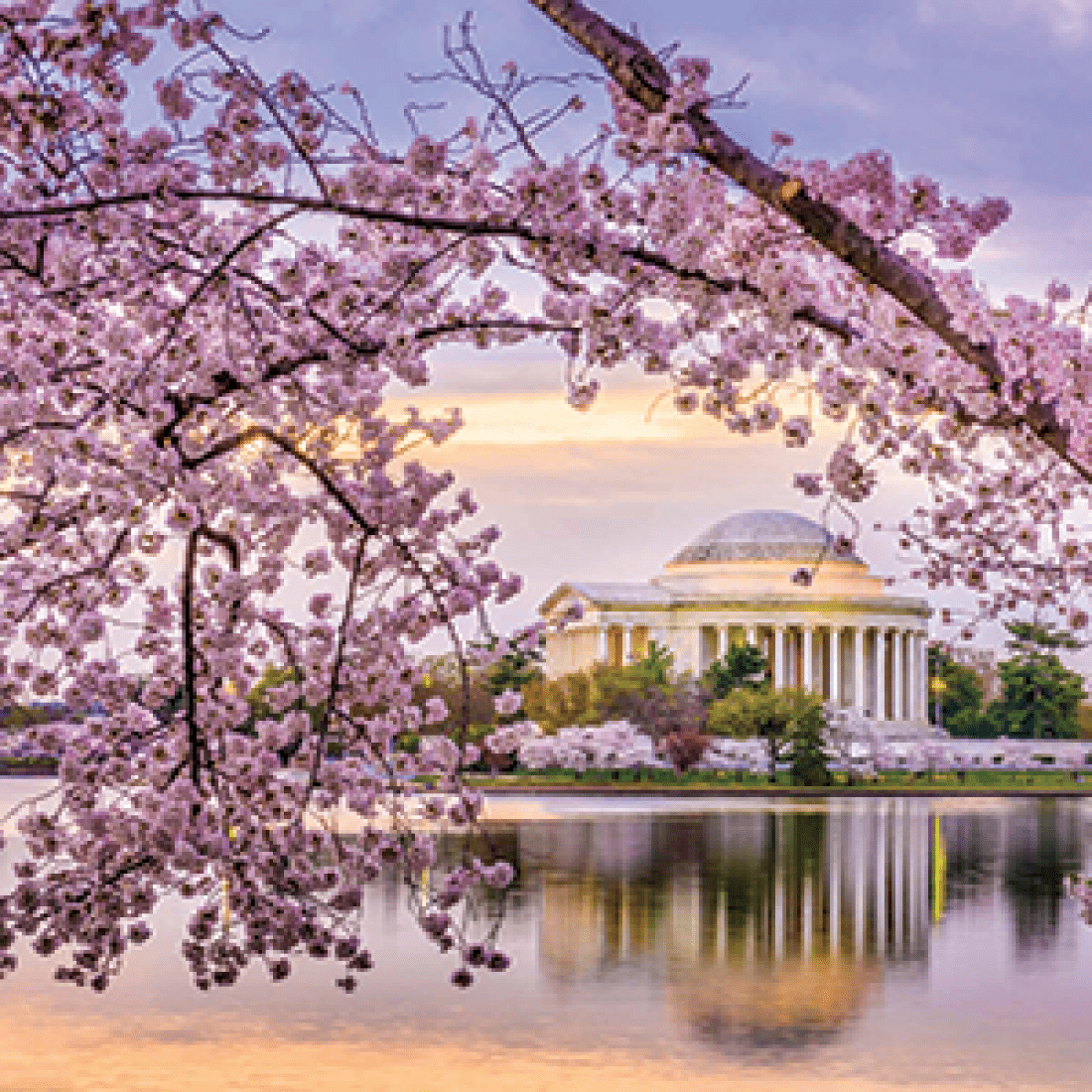 exterior of Jefferson Monument with pink cherry blossoms