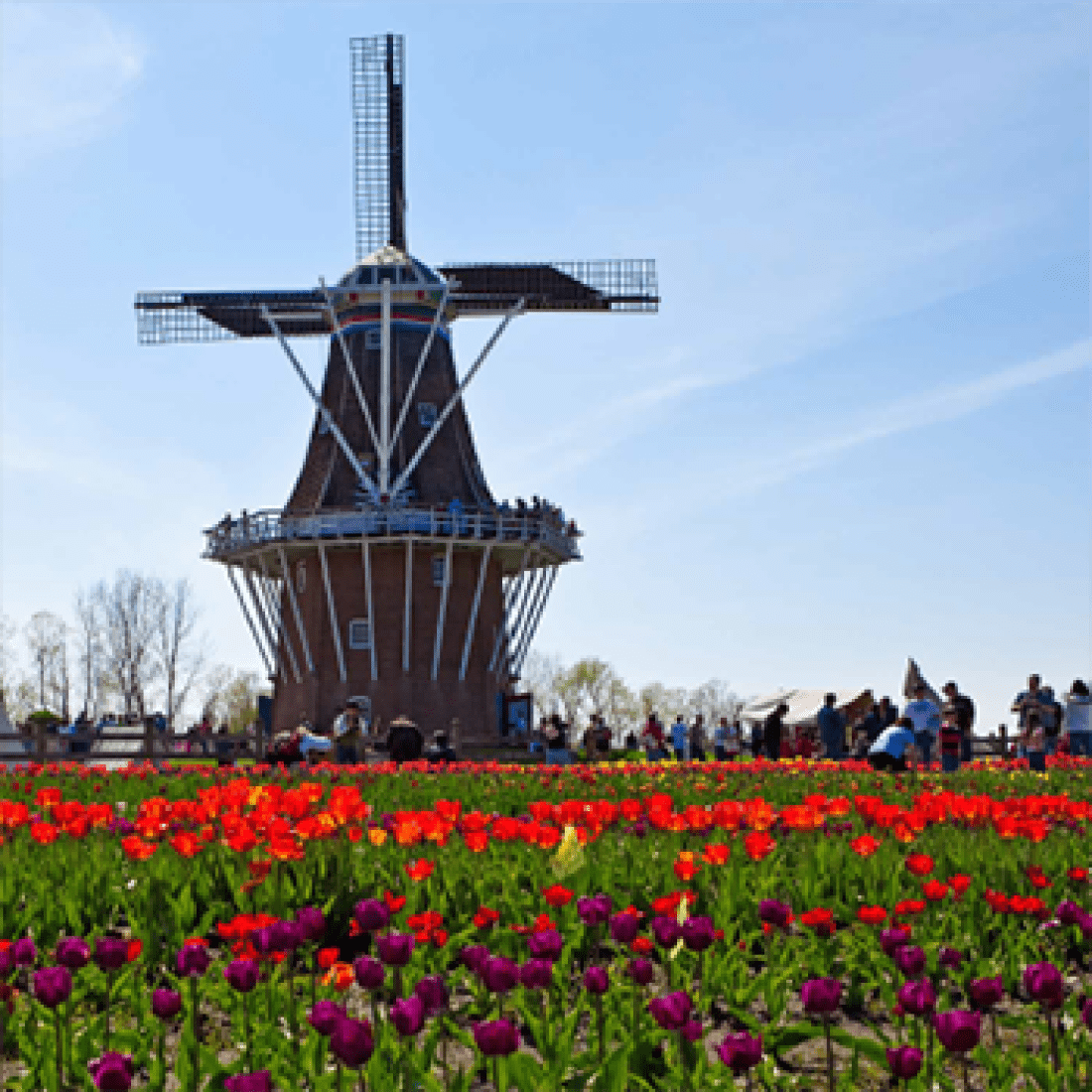 Windmill in field of red, purple, and yellow tulips
