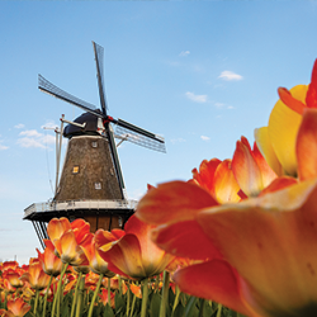 Picturesque view of orange and red tulips with a windmill in the background