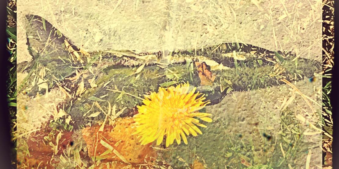 Mixed Media Image of Plane and Dandelion