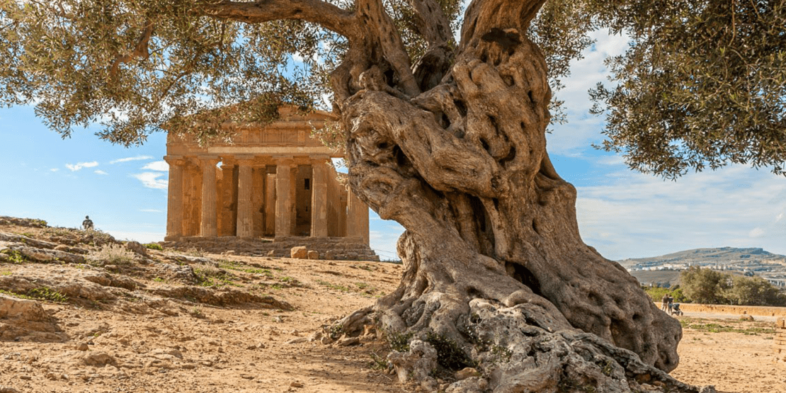 Ancient tree and building structure in Italy