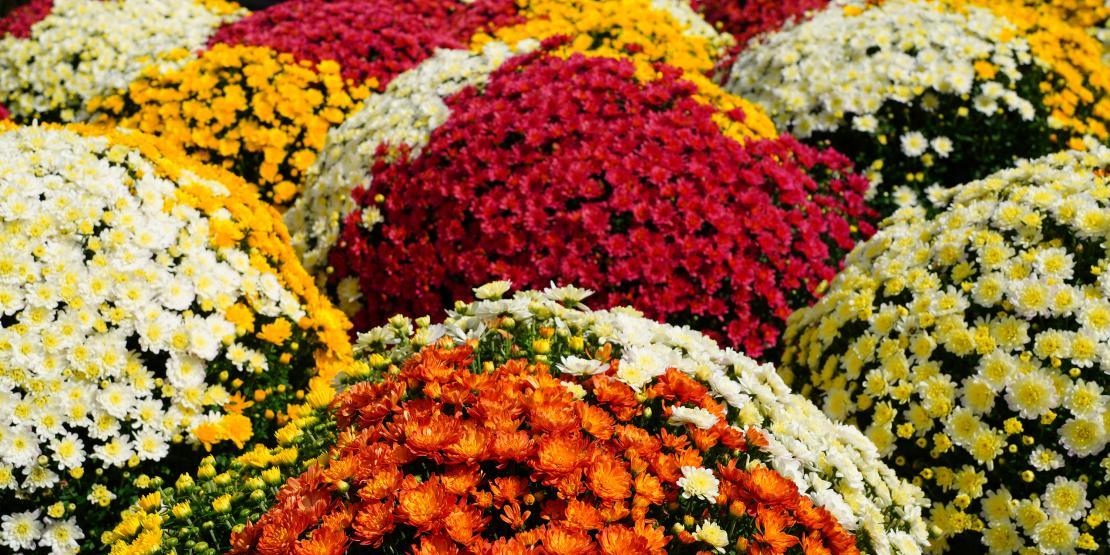 Colorful chrysanthemum flowers in autumn