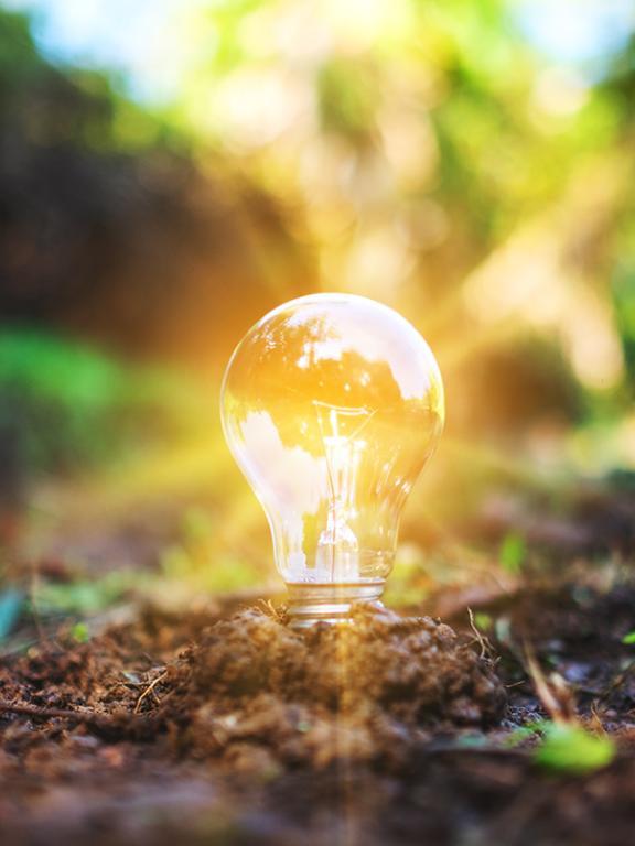 Light bulb appearing to be growing from the soil in a forest